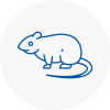 Rat Control Rochford